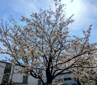 敷地内の桜が満開です。