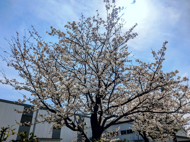 新入社員を応援するように咲き誇る会社の桜